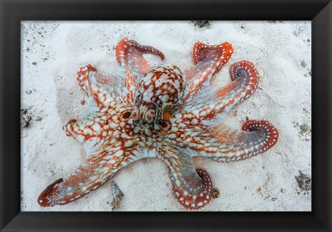 Framed Octopus Print