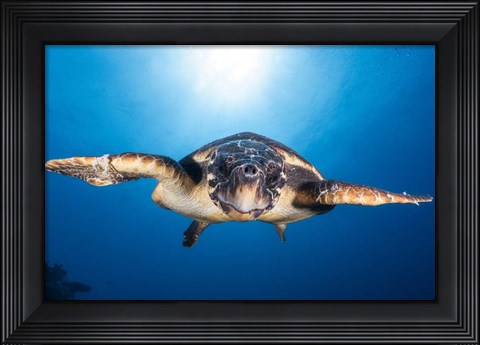 Framed Face to Face with a Hawksbill Sea Turtle Print