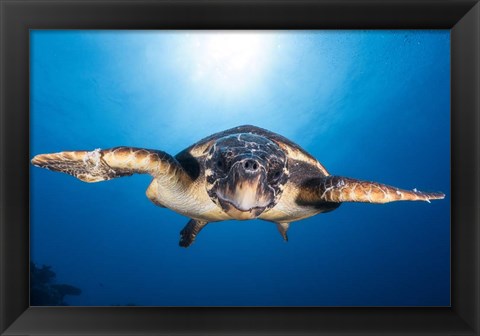 Framed Face to Face with a Hawksbill Sea Turtle Print