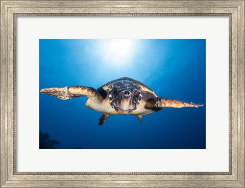 Framed Face to Face with a Hawksbill Sea Turtle Print