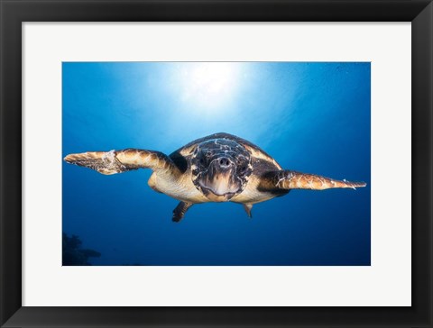 Framed Face to Face with a Hawksbill Sea Turtle Print