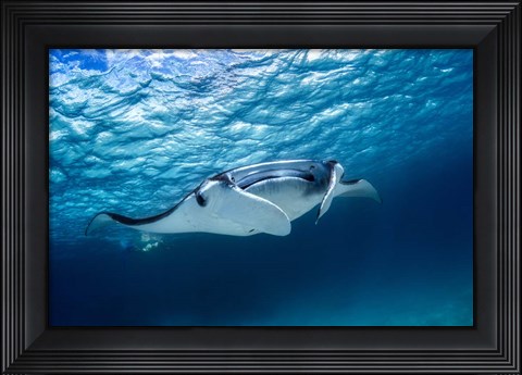 Framed Manta Ray 2 Print