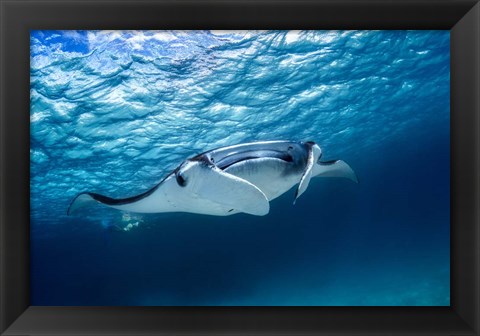 Framed Manta Ray 2 Print