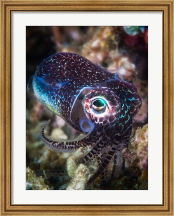 Framed Baby Cuttlefish Print