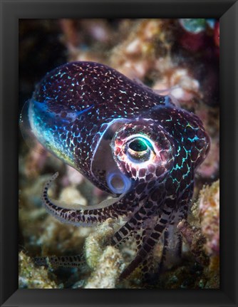 Framed Baby Cuttlefish Print