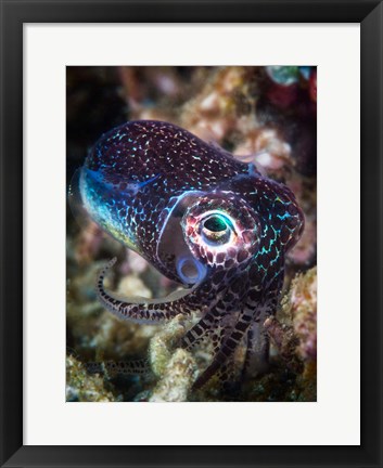 Framed Baby Cuttlefish Print