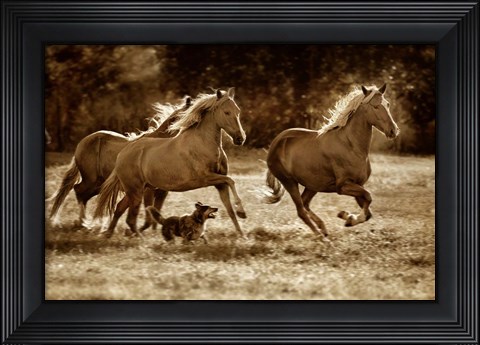 Framed Paso Horses Print