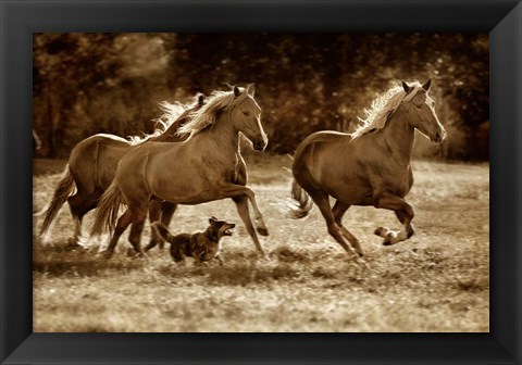 Framed Paso Horses Print