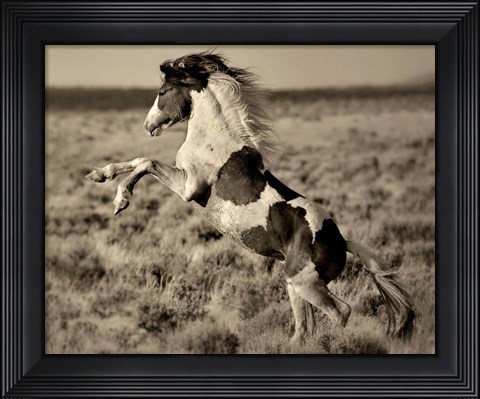 Framed Wild Painted Pony Print
