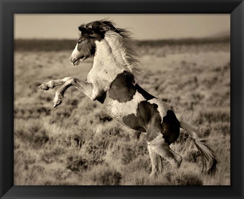 Framed Wild Painted Pony Print