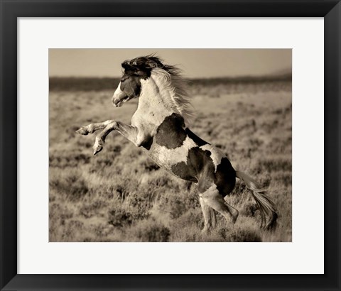 Framed Wild Painted Pony Print