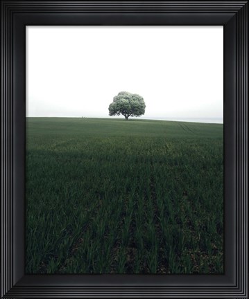 Framed Lonely Oak Tree Print