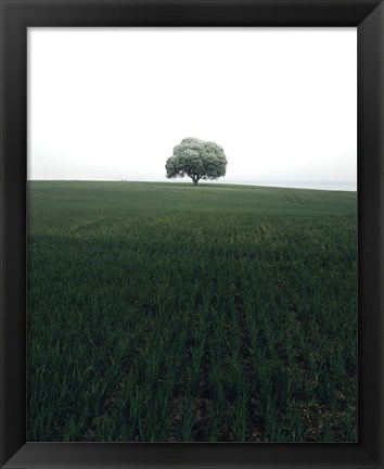 Framed Lonely Oak Tree Print