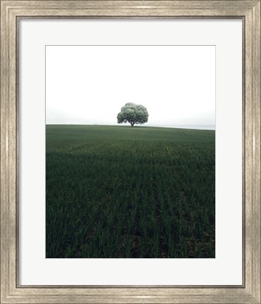 Framed Lonely Oak Tree Print