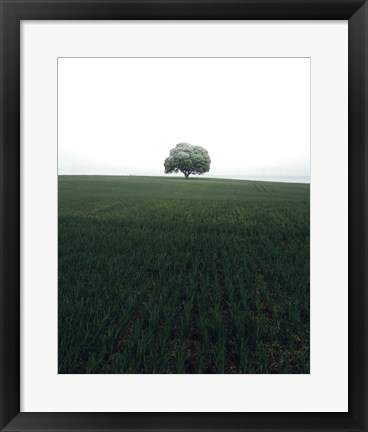 Framed Lonely Oak Tree Print