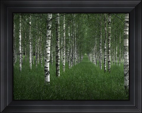 Framed Tunnel Print