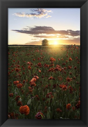 Framed Poppy Fields of Sweden Print