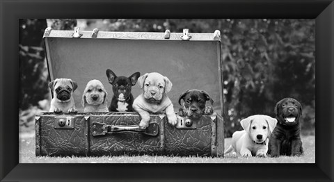 Framed Dog Pups in a Suitcase Print