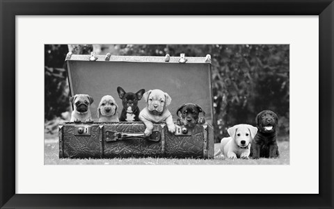 Framed Dog Pups in a Suitcase Print