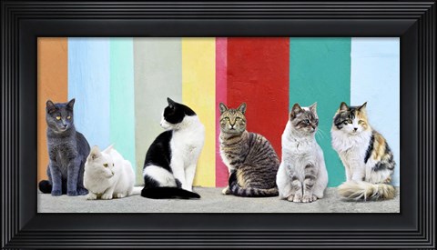 Framed Cats in the Sun Print