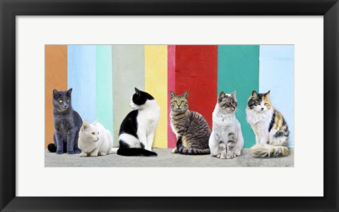 Framed Cats in the Sun Print