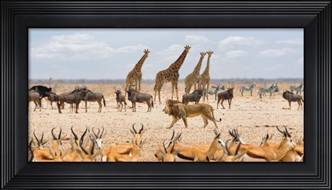 Framed Sovereign Passing By (Masai Mara) Print