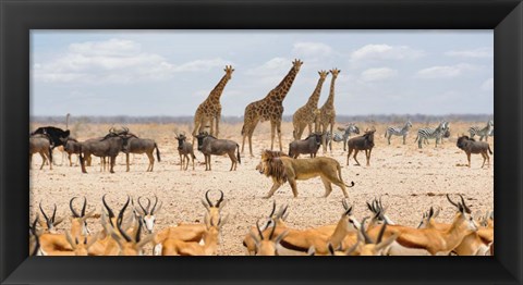 Framed Sovereign Passing By (Masai Mara) Print