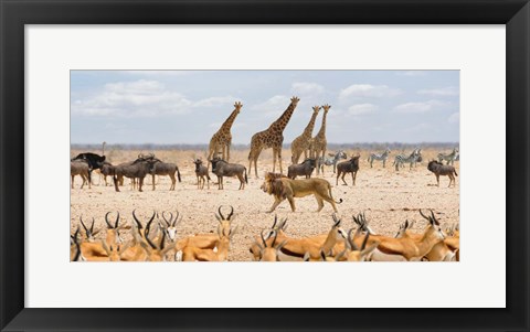 Framed Sovereign Passing By (Masai Mara) Print