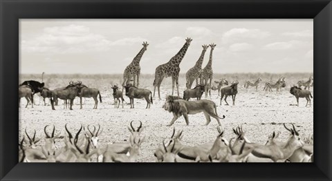 Framed Sovereign Passing By (Masai Mara, BW) Print