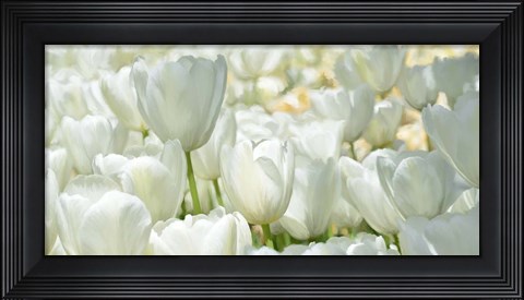 Framed Field of White Tulips Print
