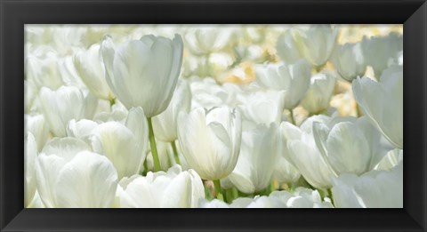 Framed Field of White Tulips Print