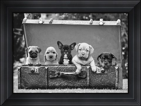 Framed Dog Pups in a Suitcase (detail) Print