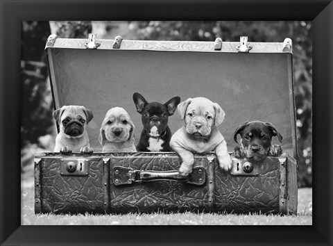 Framed Dog Pups in a Suitcase (detail) Print