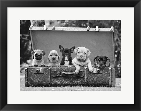 Framed Dog Pups in a Suitcase (detail) Print