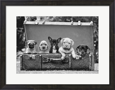 Framed Dog Pups in a Suitcase (detail) Print