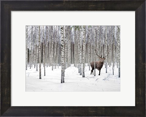 Framed Stag in Birch Forest, Norway Print