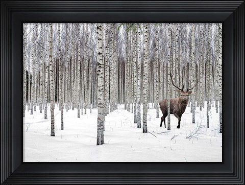 Framed Stag in Birch Forest, Norway Print