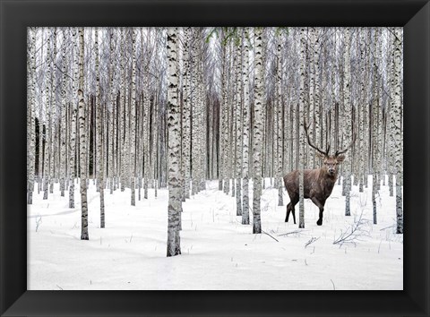 Framed Stag in Birch Forest, Norway Print