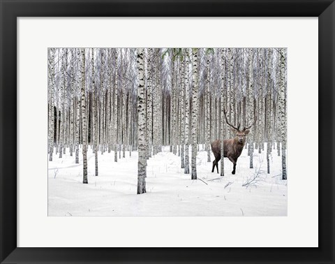 Framed Stag in Birch Forest, Norway Print