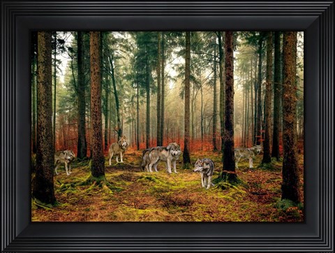 Framed Pack of Wolves in the Woods Print