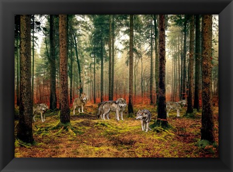 Framed Pack of Wolves in the Woods Print