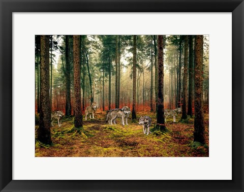 Framed Pack of Wolves in the Woods Print