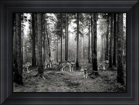 Framed Pack of Wolves in the Woods (BW) Print