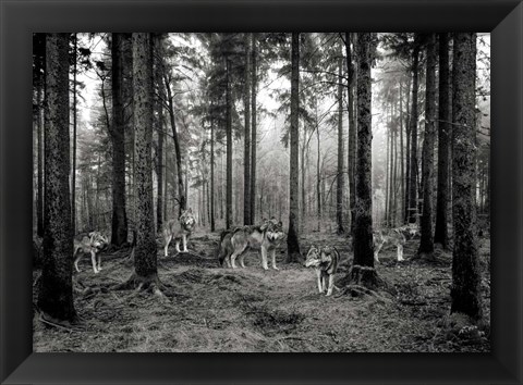 Framed Pack of Wolves in the Woods (BW) Print