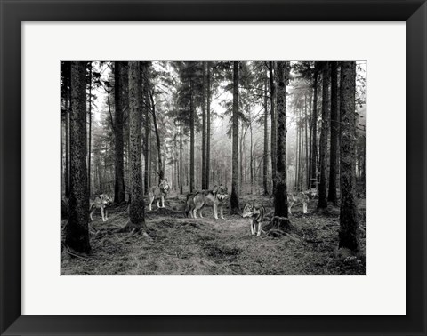 Framed Pack of Wolves in the Woods (BW) Print