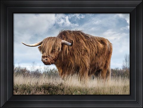 Framed Scottish Highland Bull Print