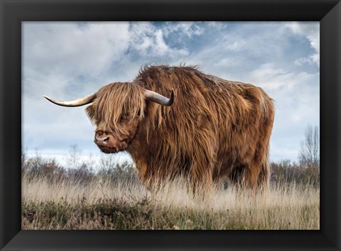 Framed Scottish Highland Bull Print