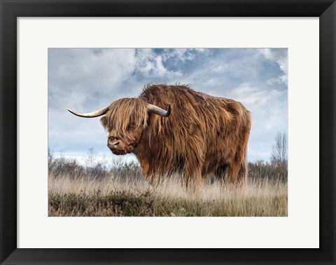 Framed Scottish Highland Bull Print