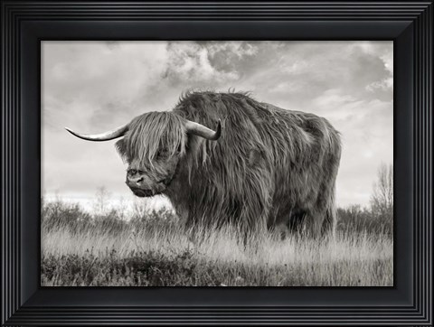Framed Scottish Highland Bull (BW) Print
