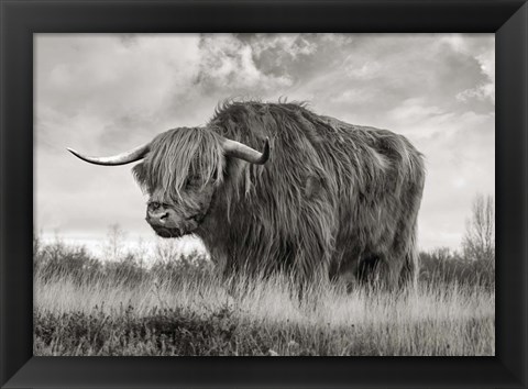 Framed Scottish Highland Bull (BW) Print